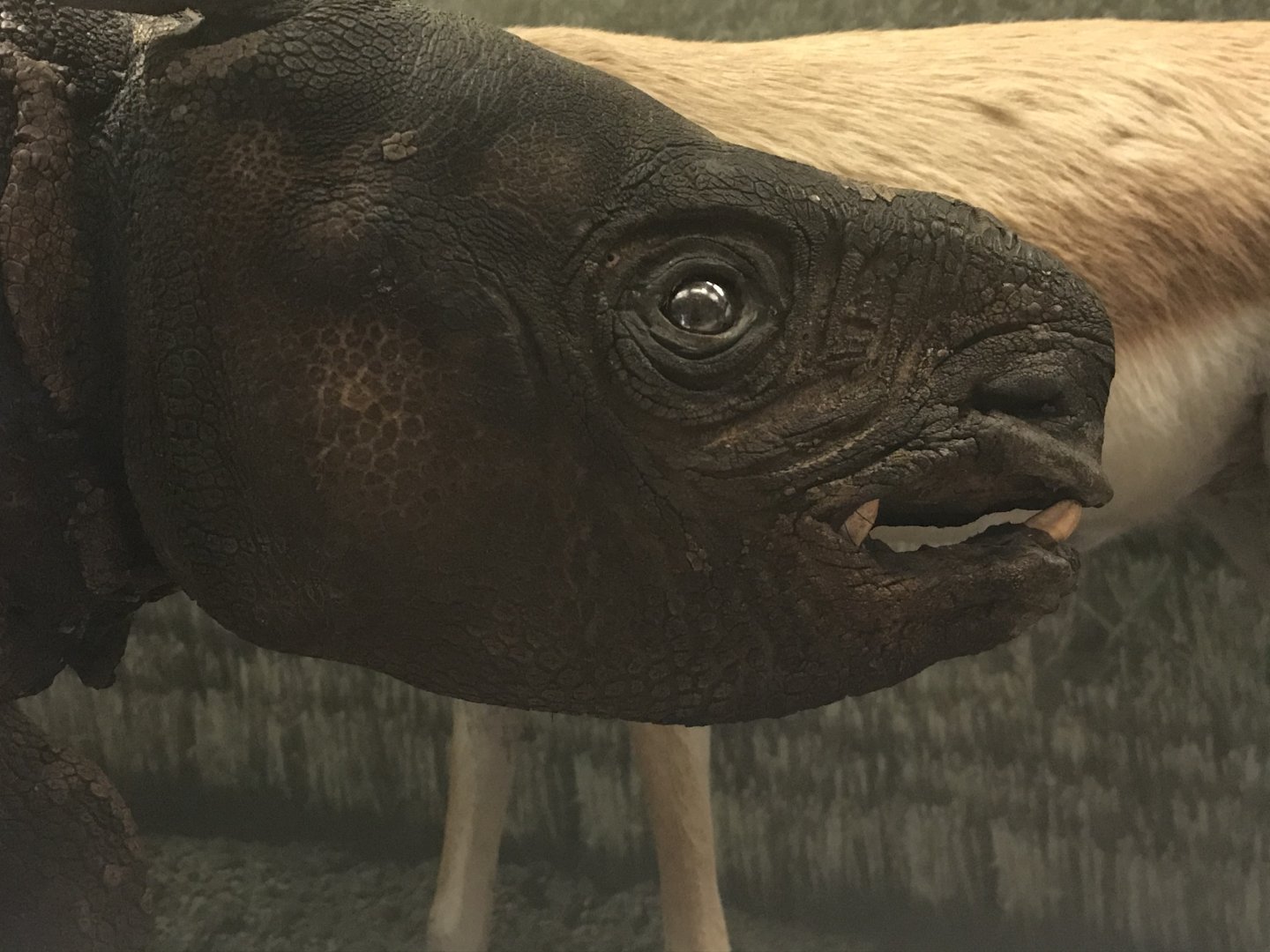 National Museum of Scotland: Javan Rhino calf