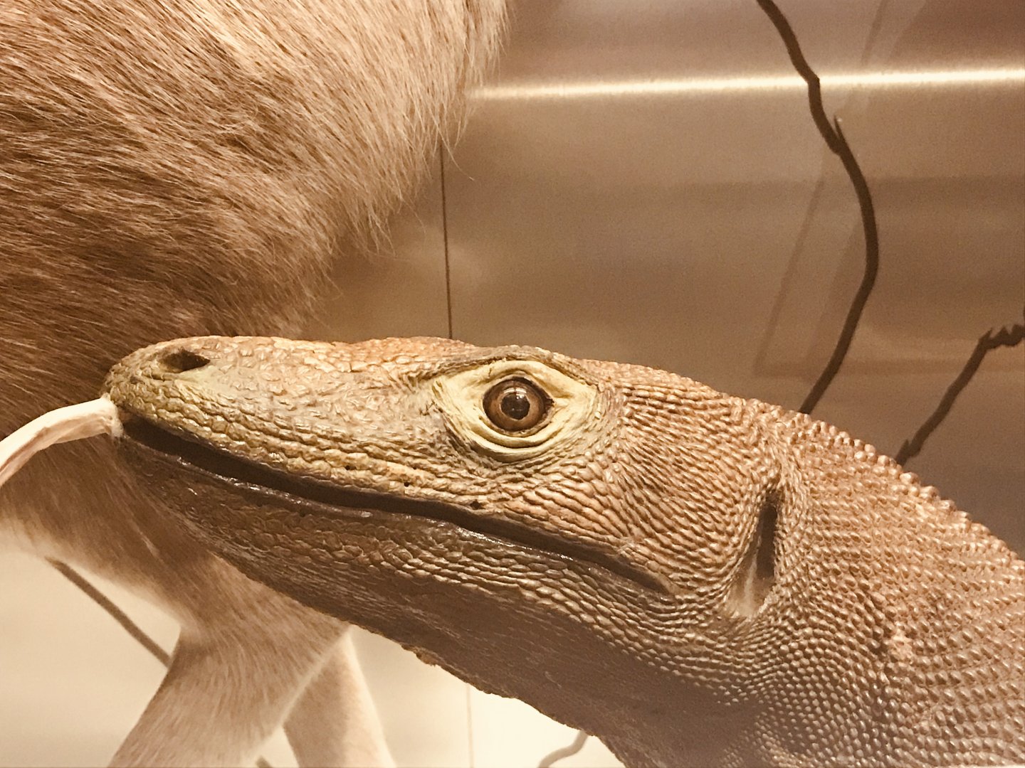 National museum of Scotland: komodo dragon