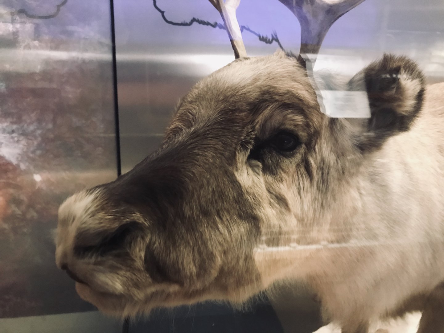 National museum of Scotland: reindeer