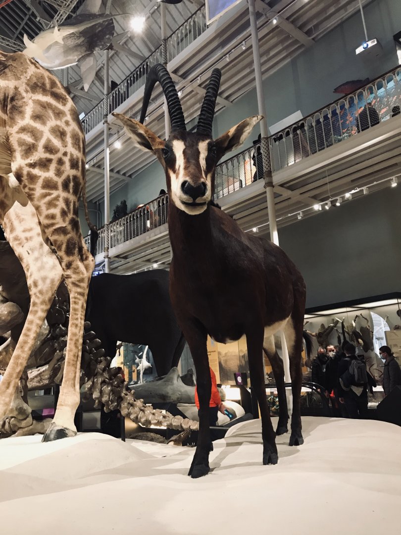 National Museum of Scotland: Sable antelope