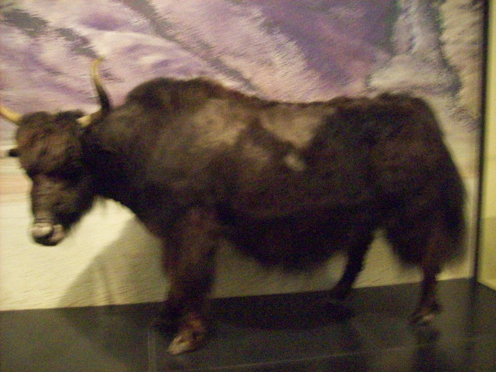 National museum of scotland