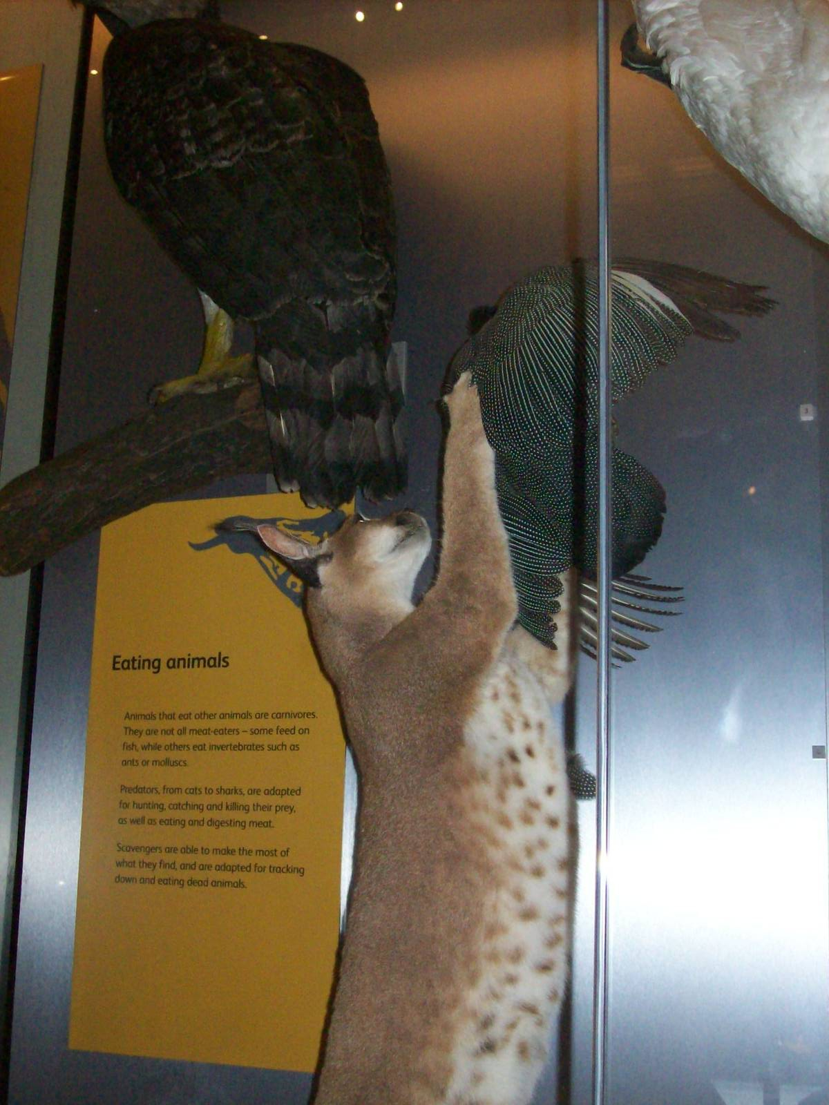 National museum of scotland