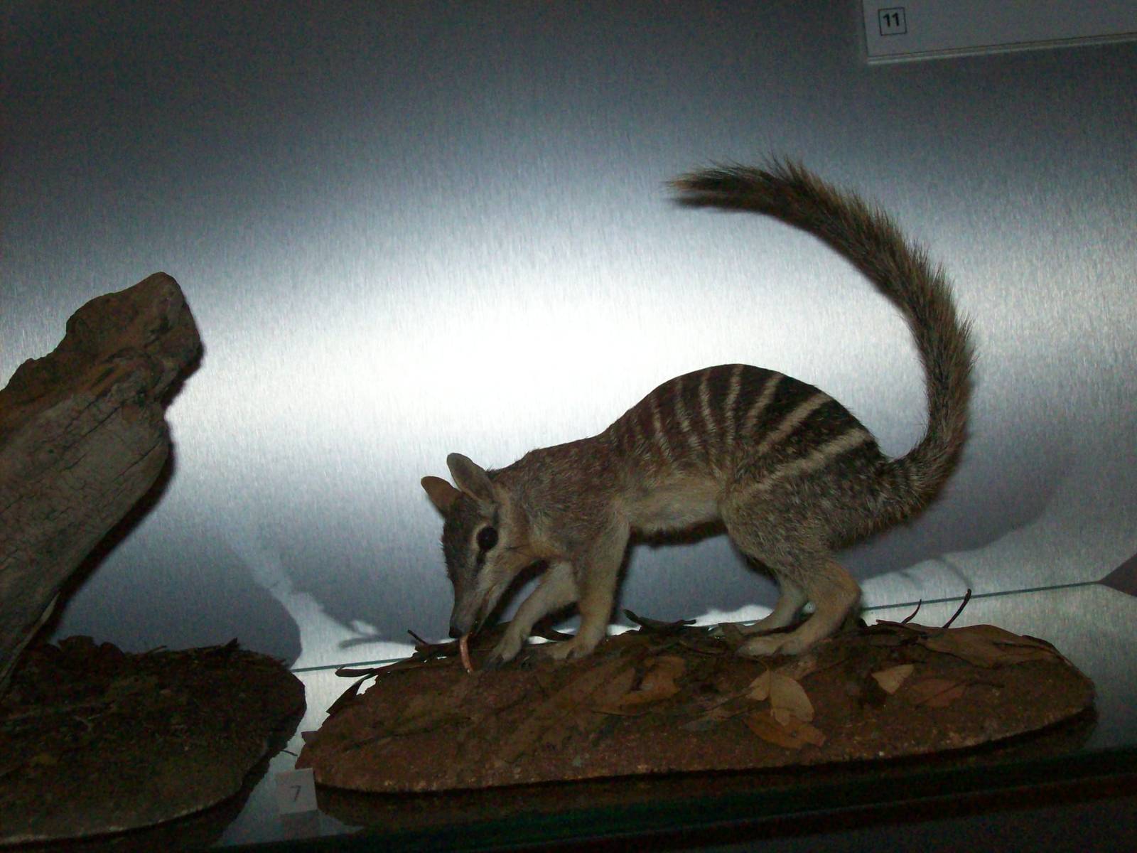 national museum of scotland