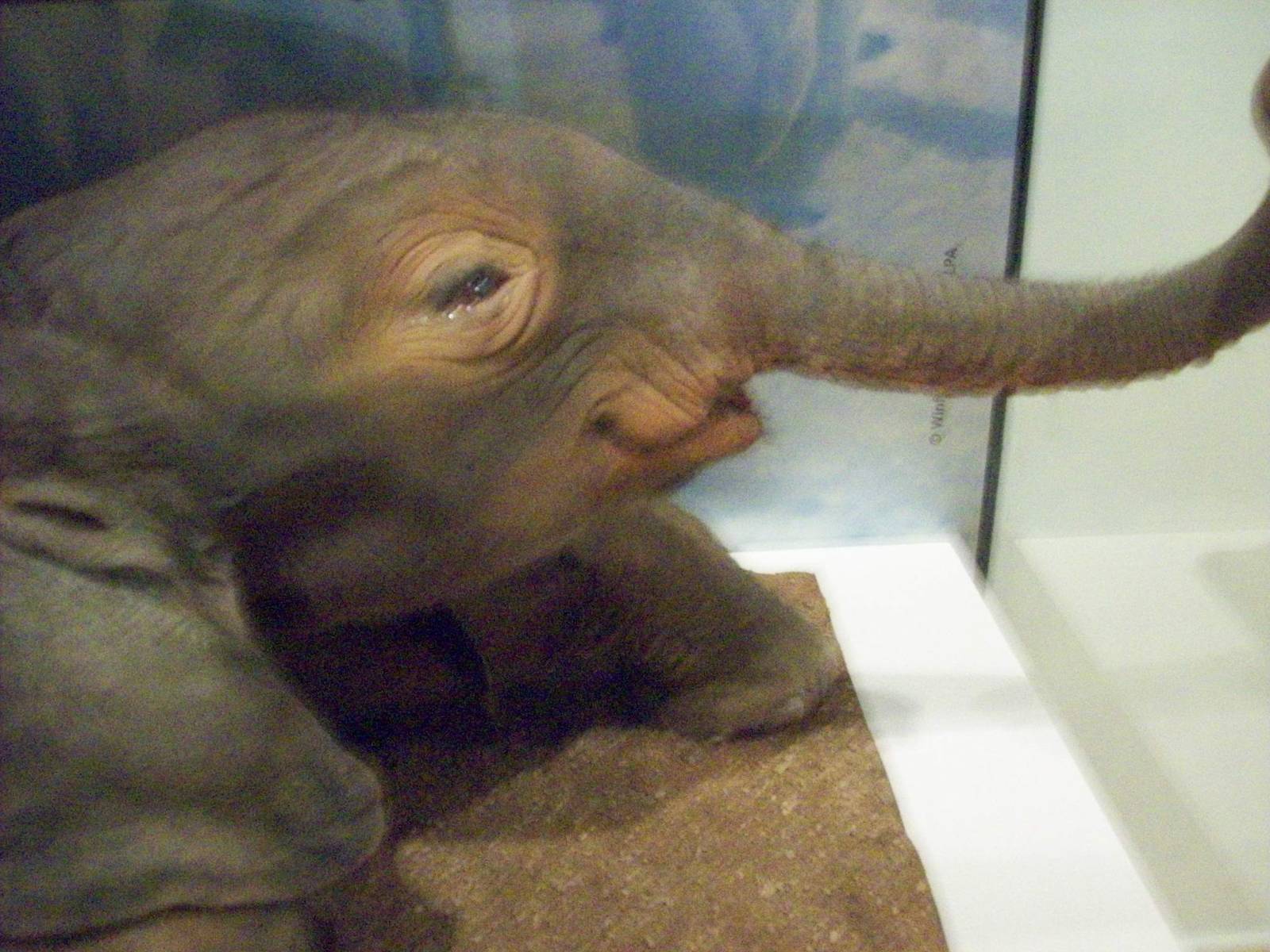 national museum of scotland