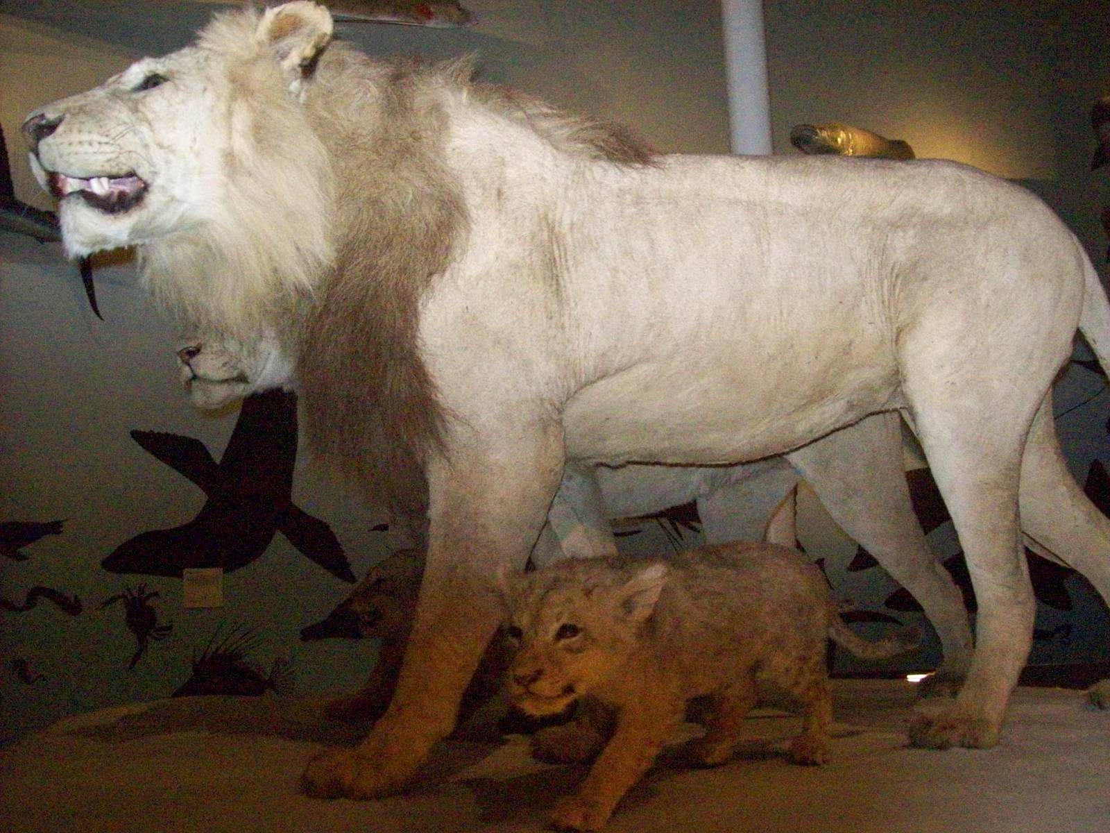 national museum of scotland