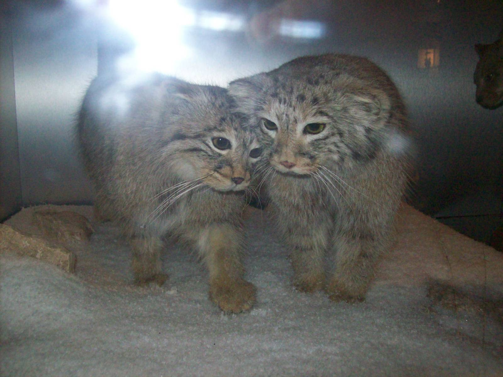 national museum of scotland