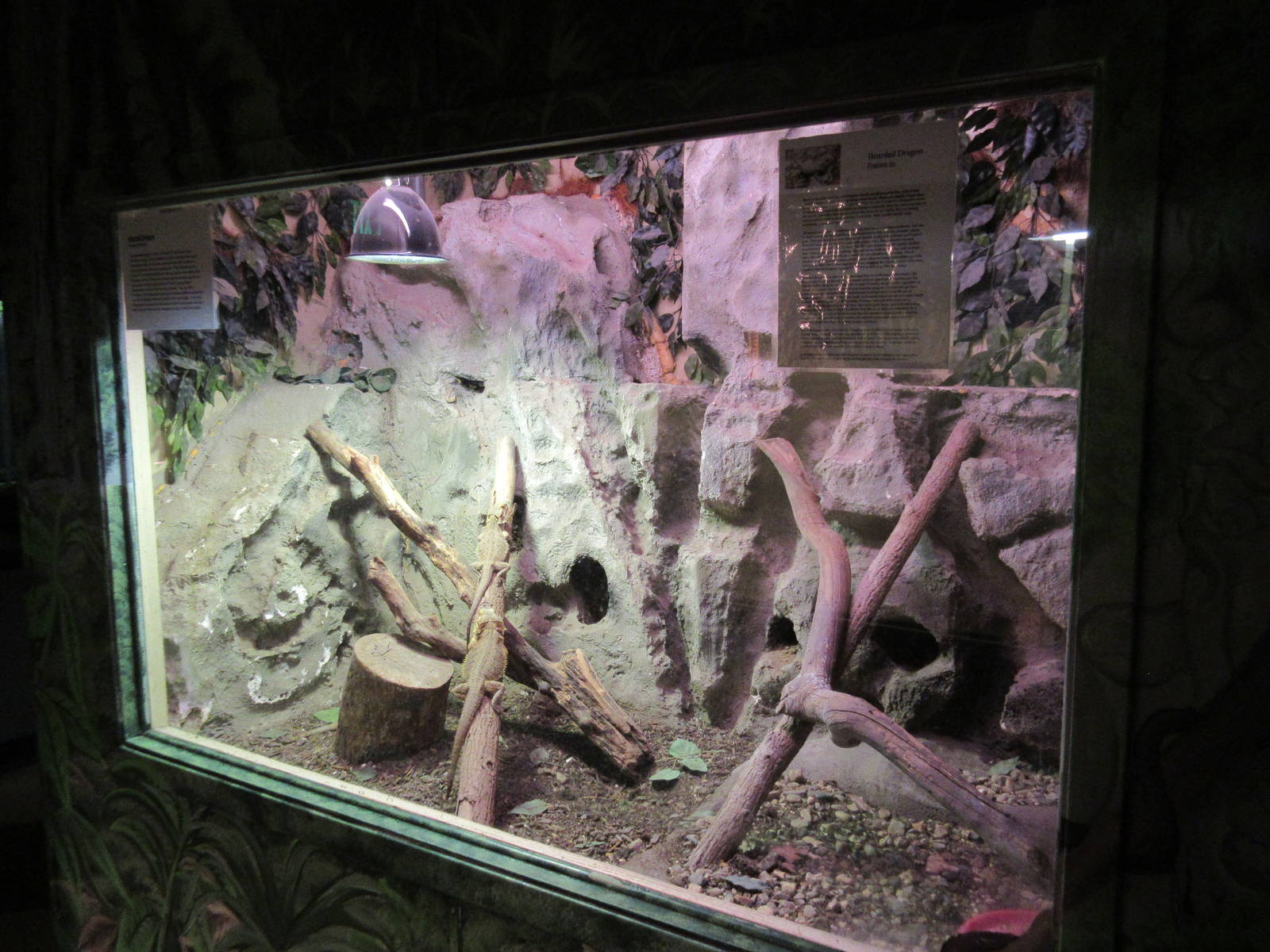 National Park Aquarium (Arkansas) - Bearded Dragon Exhibit