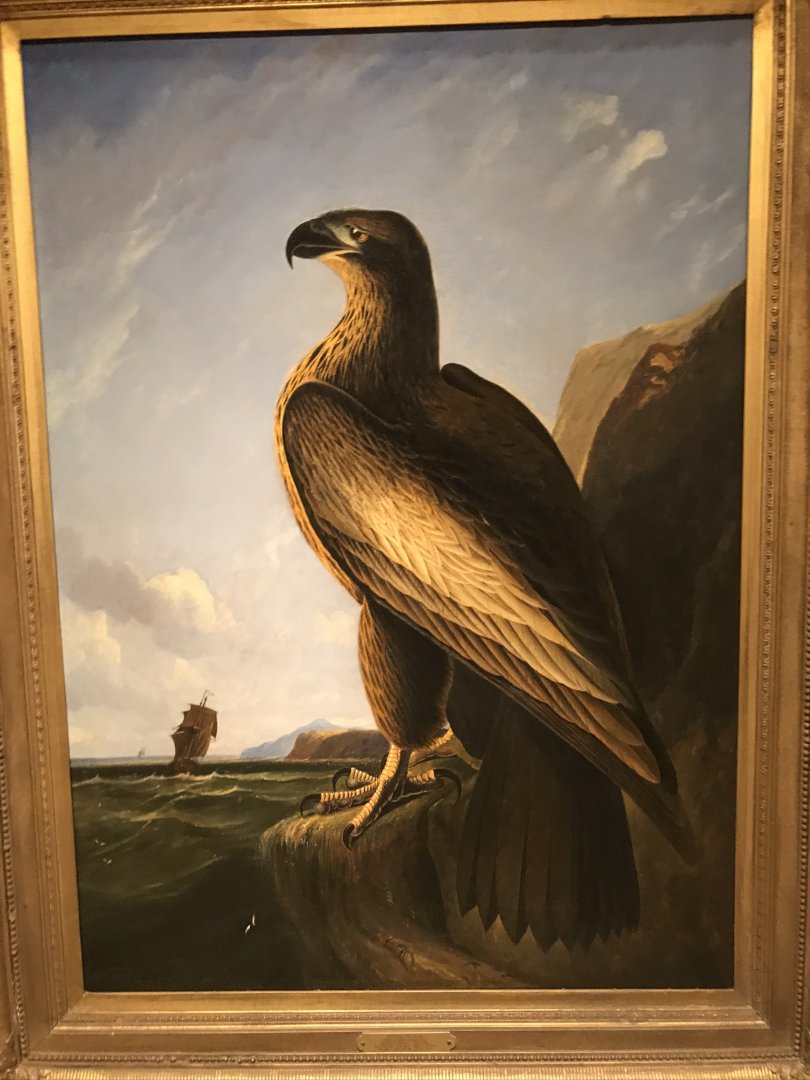 National Portrait Gallery: Washington's Eagle by John James Audubon