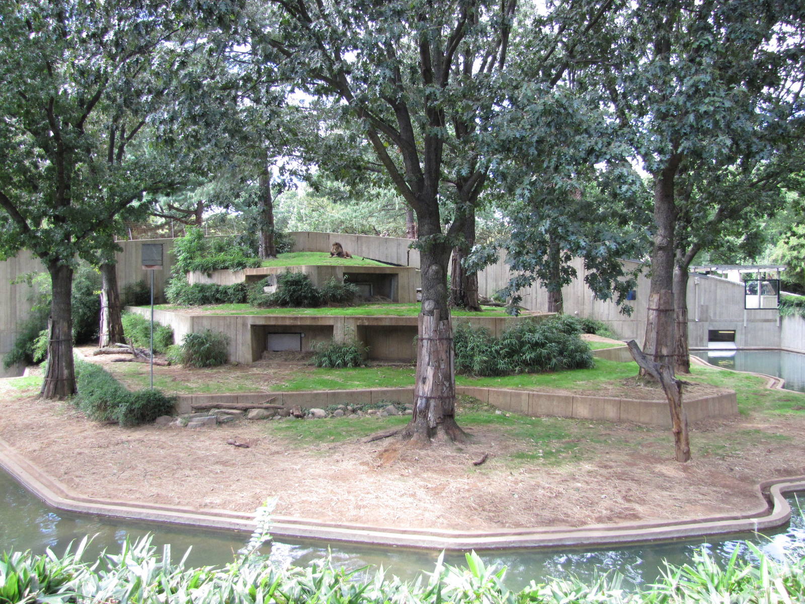 National Zoo 2010 - African Lion exhibit