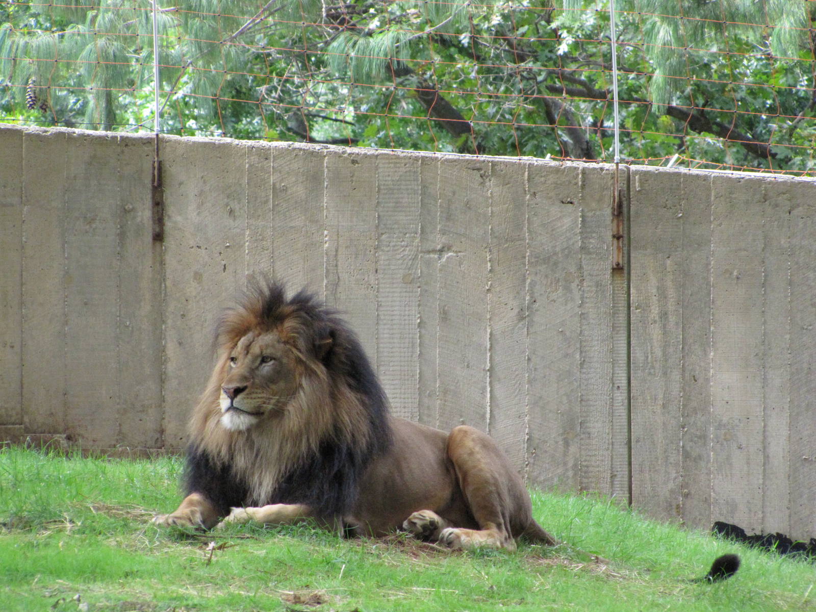 National Zoo 2010 - African Lion