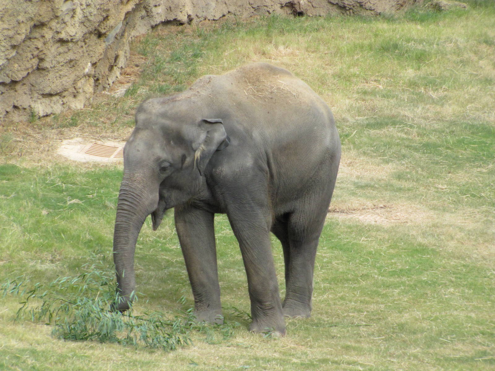 National Zoo 2010 - Asiatic Elephant