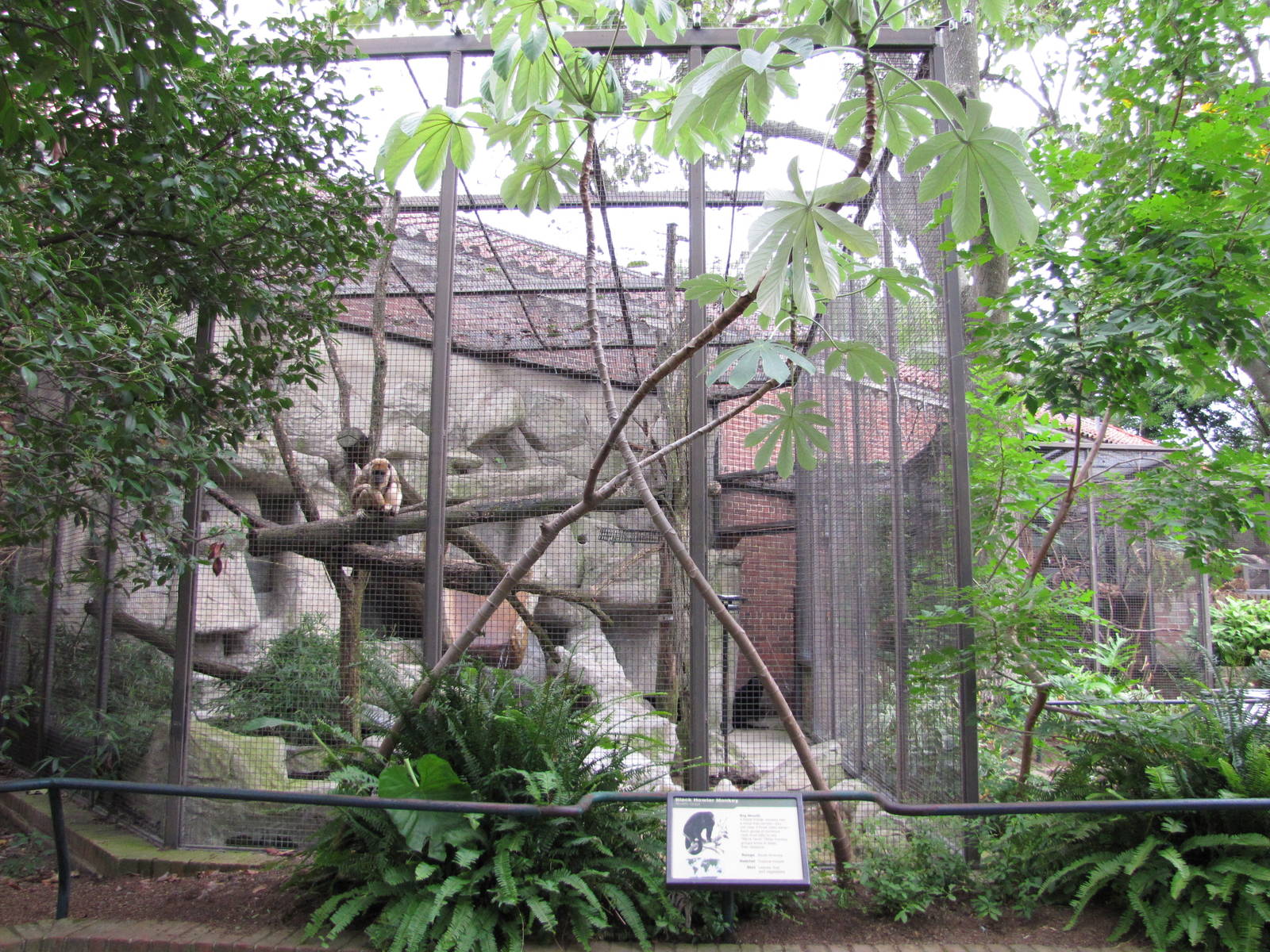National Zoo 2010 - Black Howler Monkey enclosure behind the Small Mammal H
