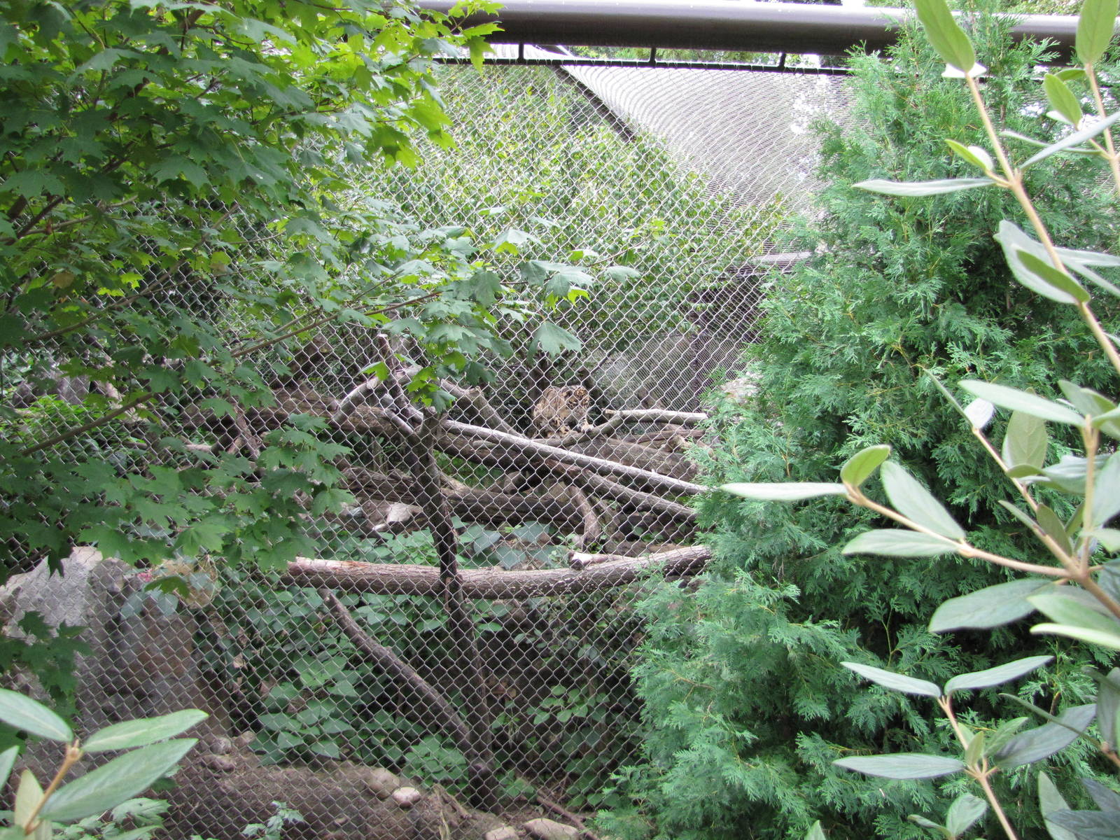 National Zoo 2010 - Clouded Leopard enclosure in Asia Trail