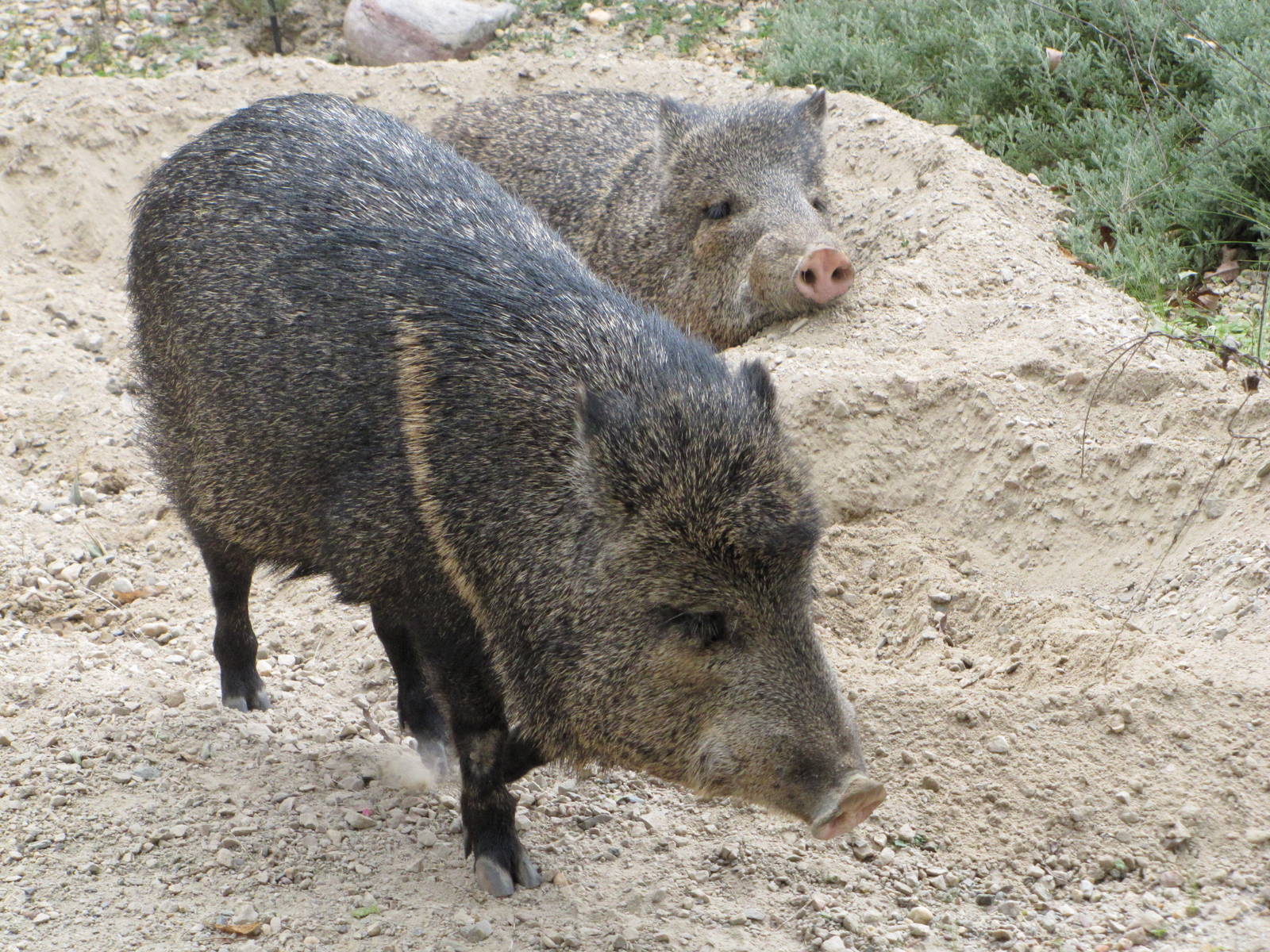 National Zoo 2010 - Collared Peccaries