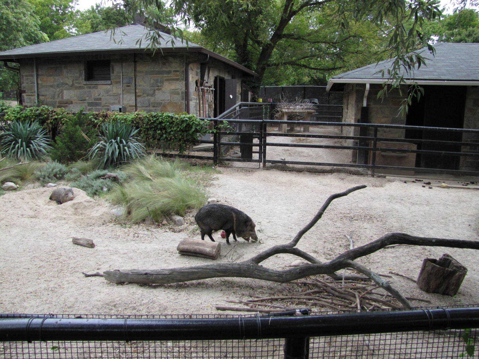 National Zoo 2010 - Collared Peccary exhibit next to the Small Mammal House