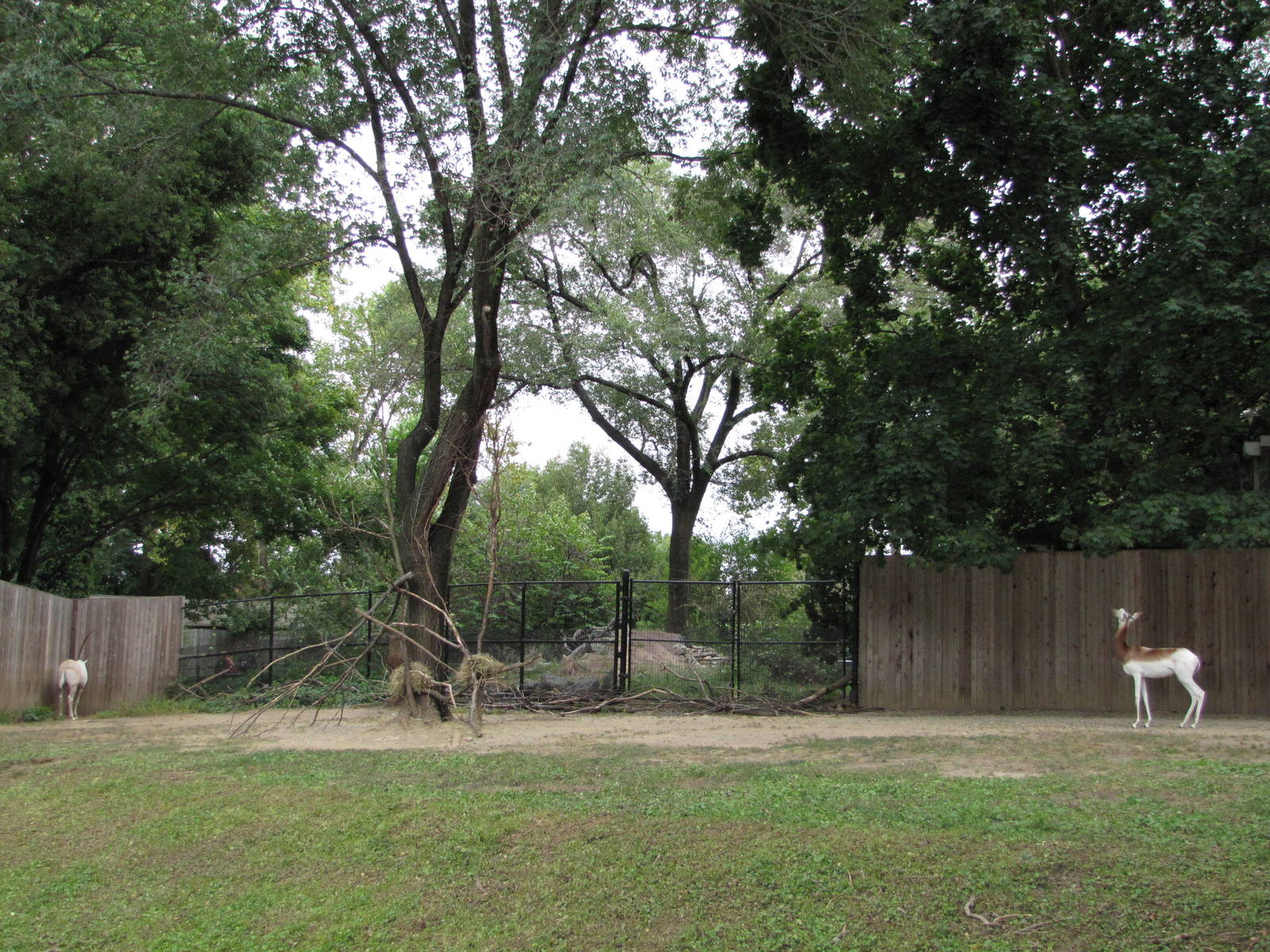 National Zoo 2010 - Dama Gazelle and Scimitar-Horned Oryx