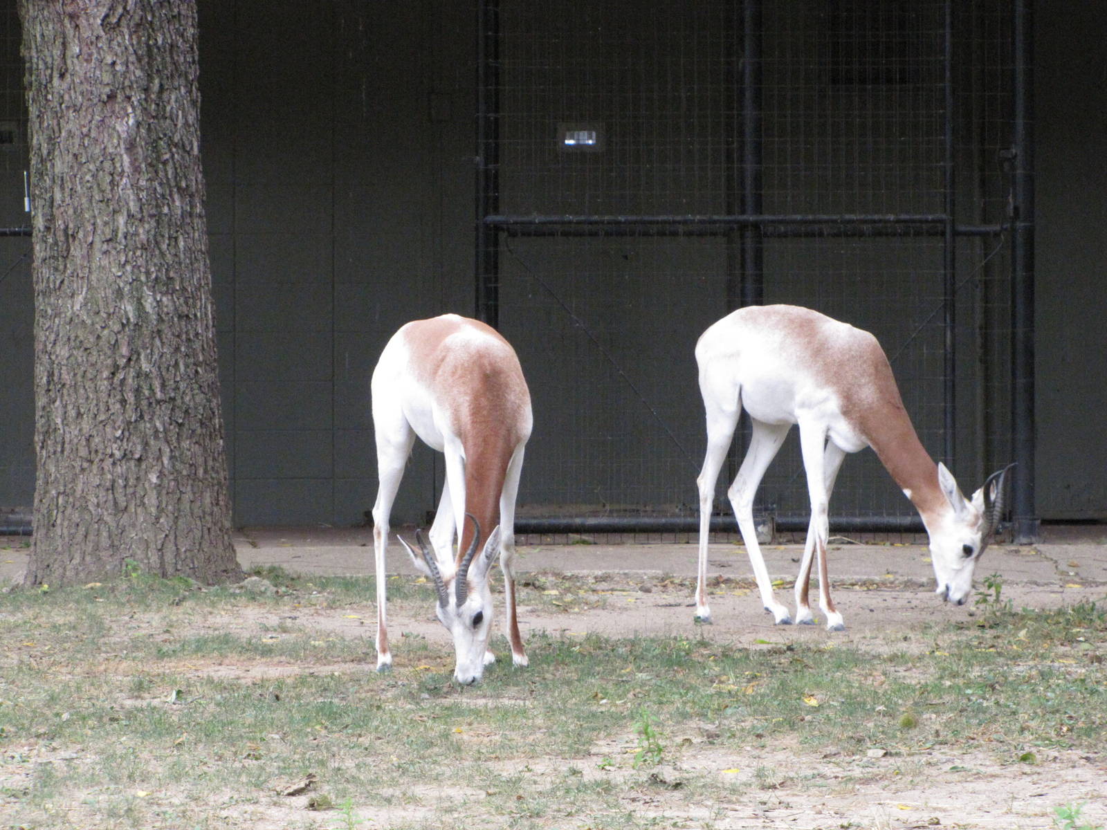 National Zoo 2010 - Dama Gazelle