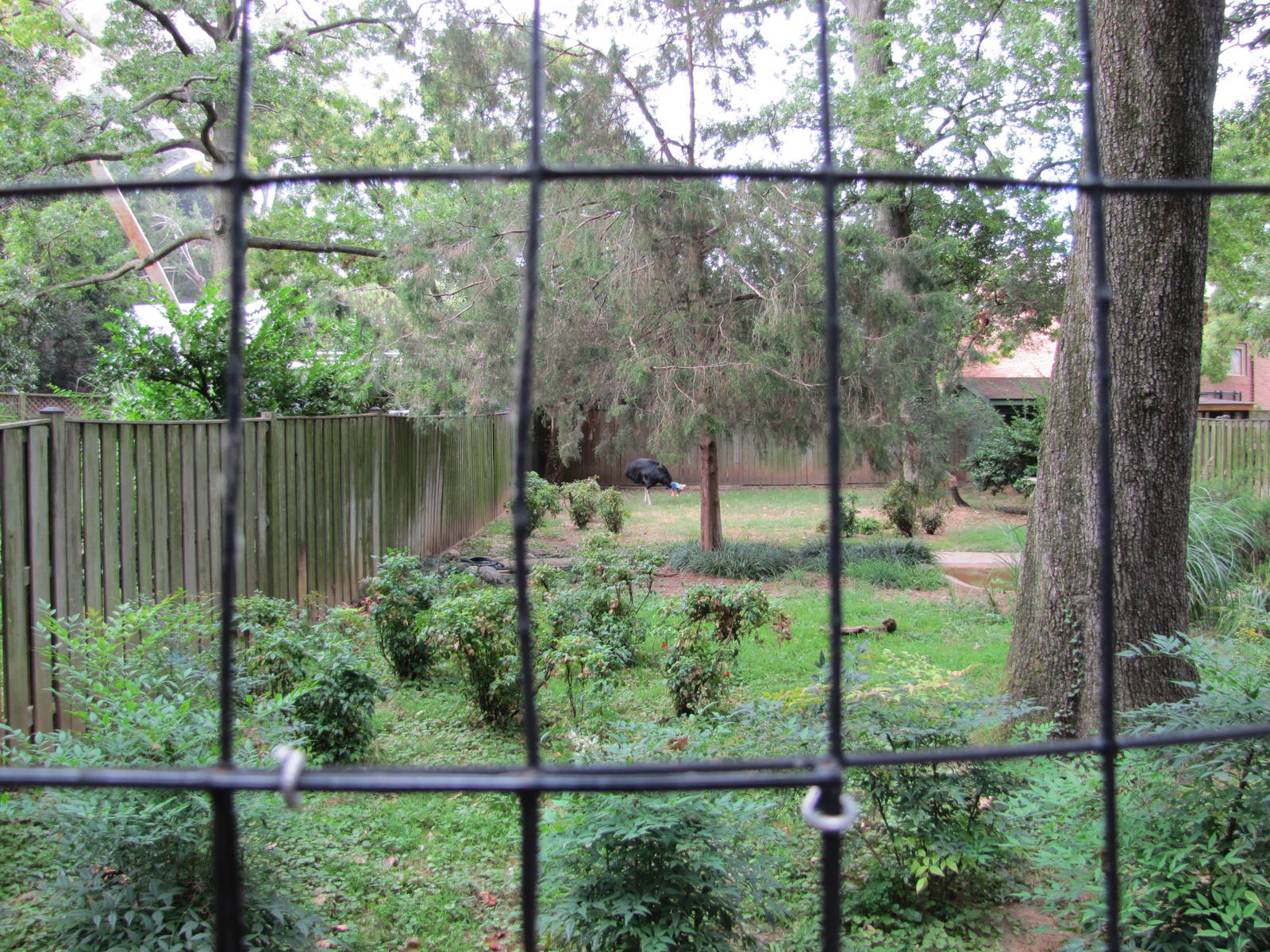 National Zoo 2010 - Double-wattled Cassowary in Crane Line at the Bird Hous