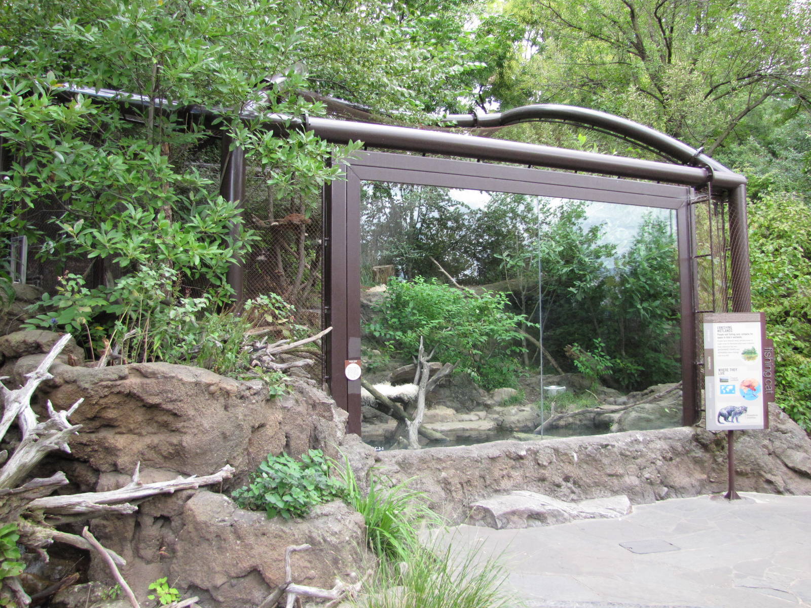 National Zoo 2010 - Fishing Cat exhibit in Asia Trail