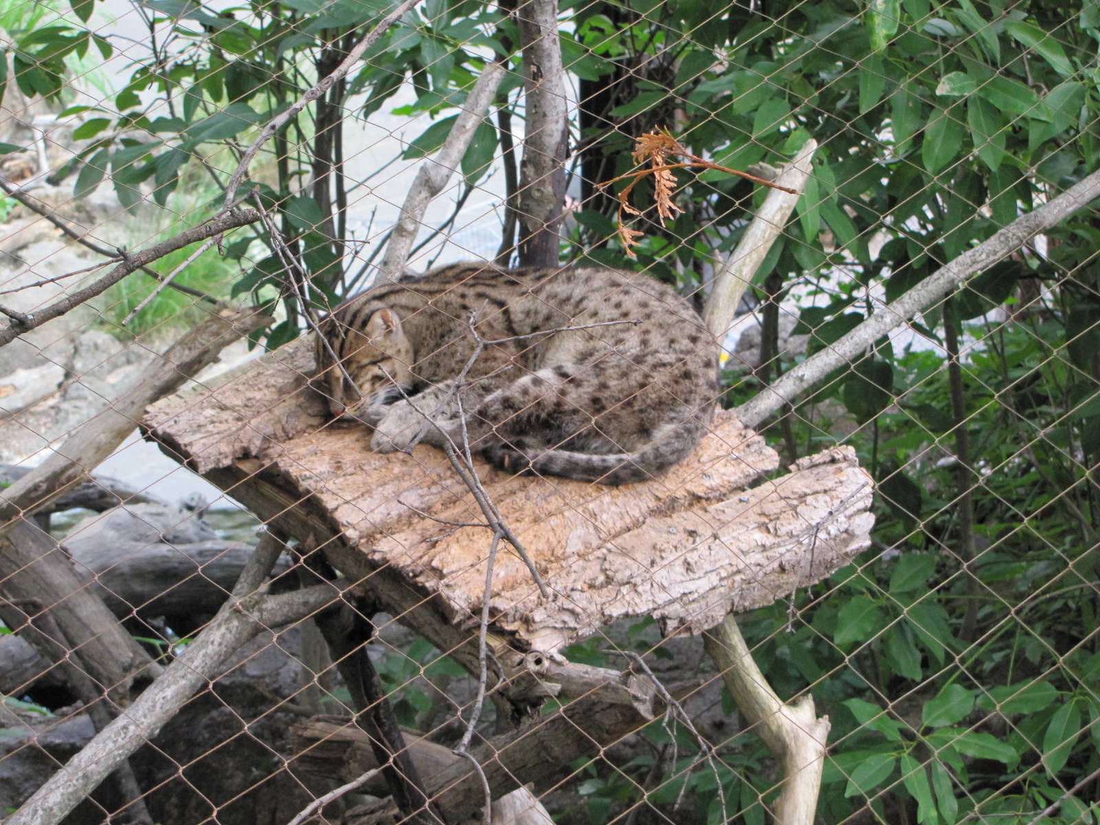 National Zoo 2010 - Fishing Cat in Asia Trail