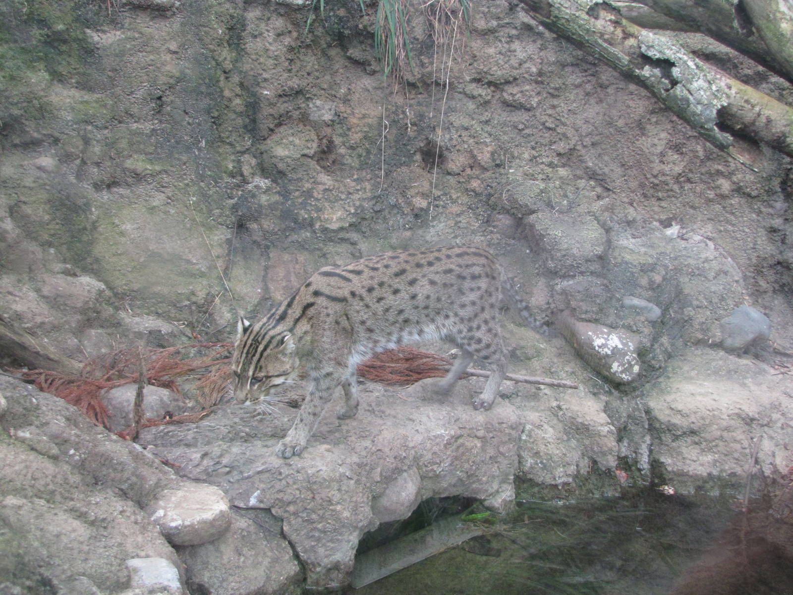 National Zoo 2010 - Fishing Cat in Asia Trail