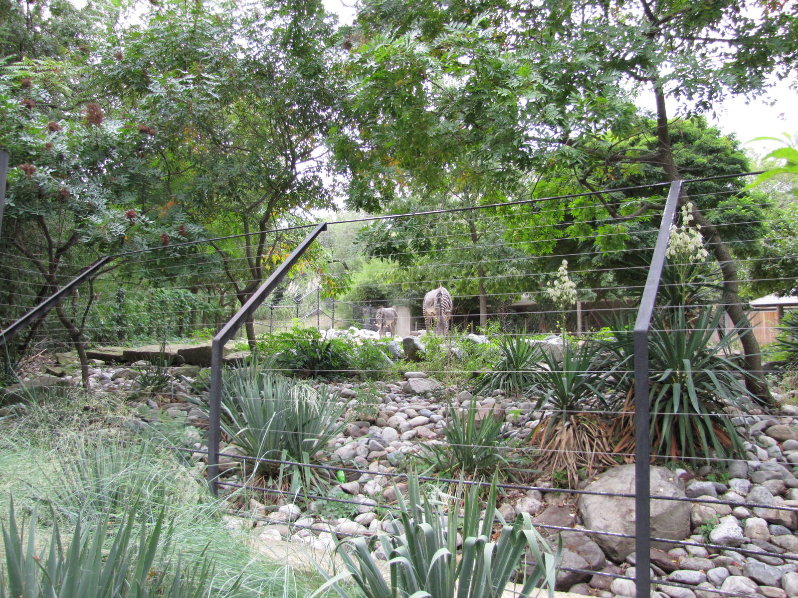 National Zoo 2010 - Front of Grevys Zebra enclosure