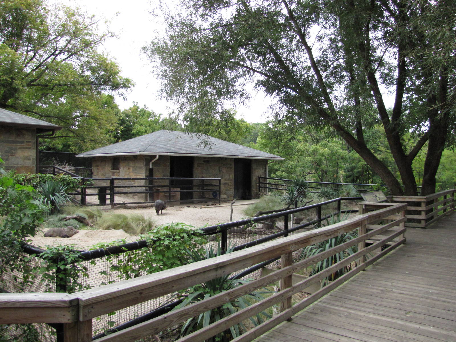 National Zoo 2010 - Front of the Collared Peccary exhibit