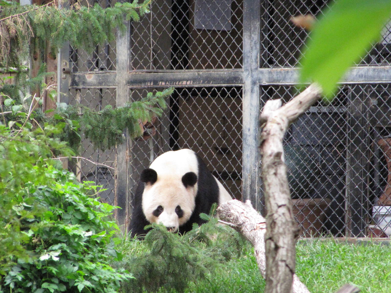 National Zoo 2010 - Giant Panda in Fujifilm Giant Panda Habitat