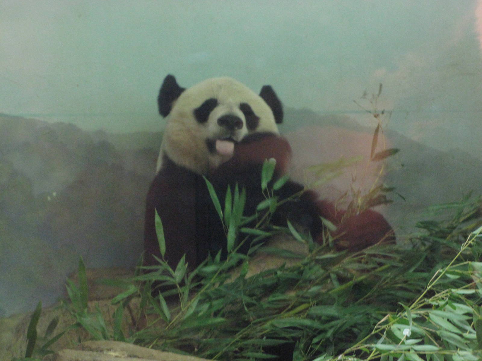 National Zoo 2010 - Giant Panda inside at the end of the day