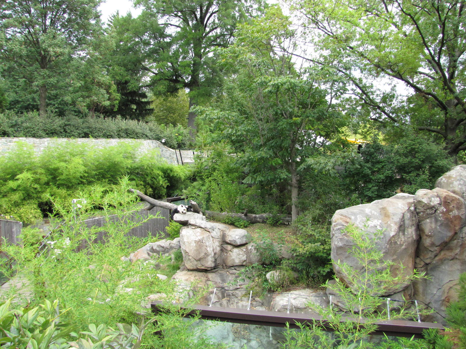 National Zoo 2010 - Giant Panda resting in Fujifilm Giant Panda Habitat