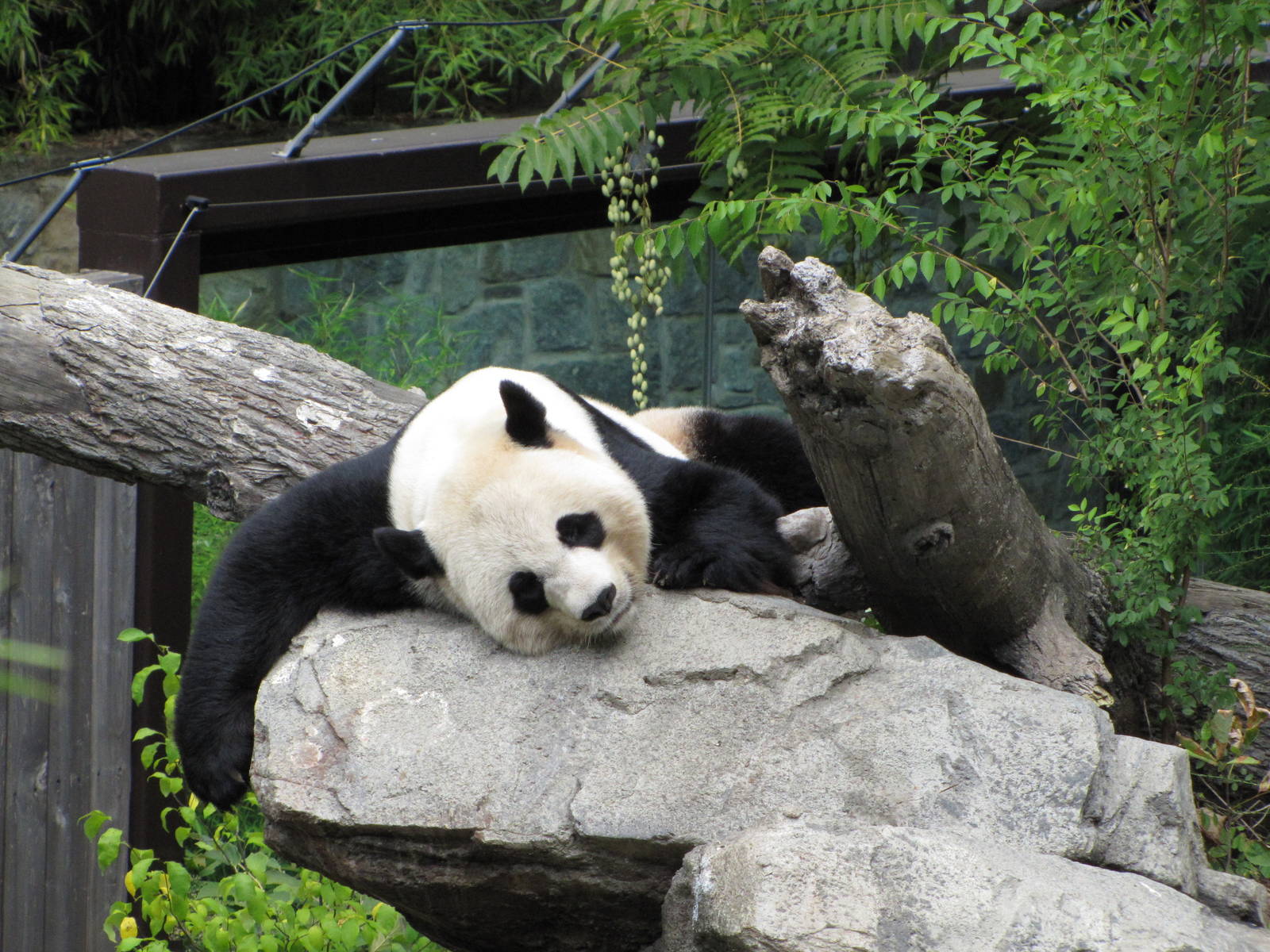 National Zoo 2010 - Giant Panda resting in Fujifilm Giant Panda Habitat
