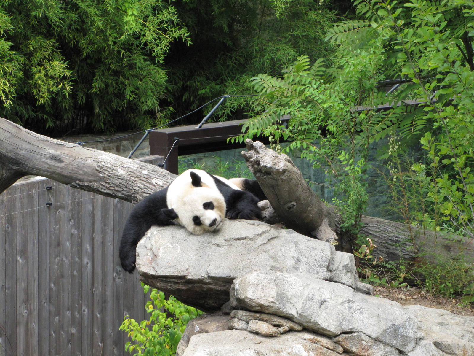 National Zoo 2010 - Giant Panda resting in Fujifilm Giant Panda Habitat