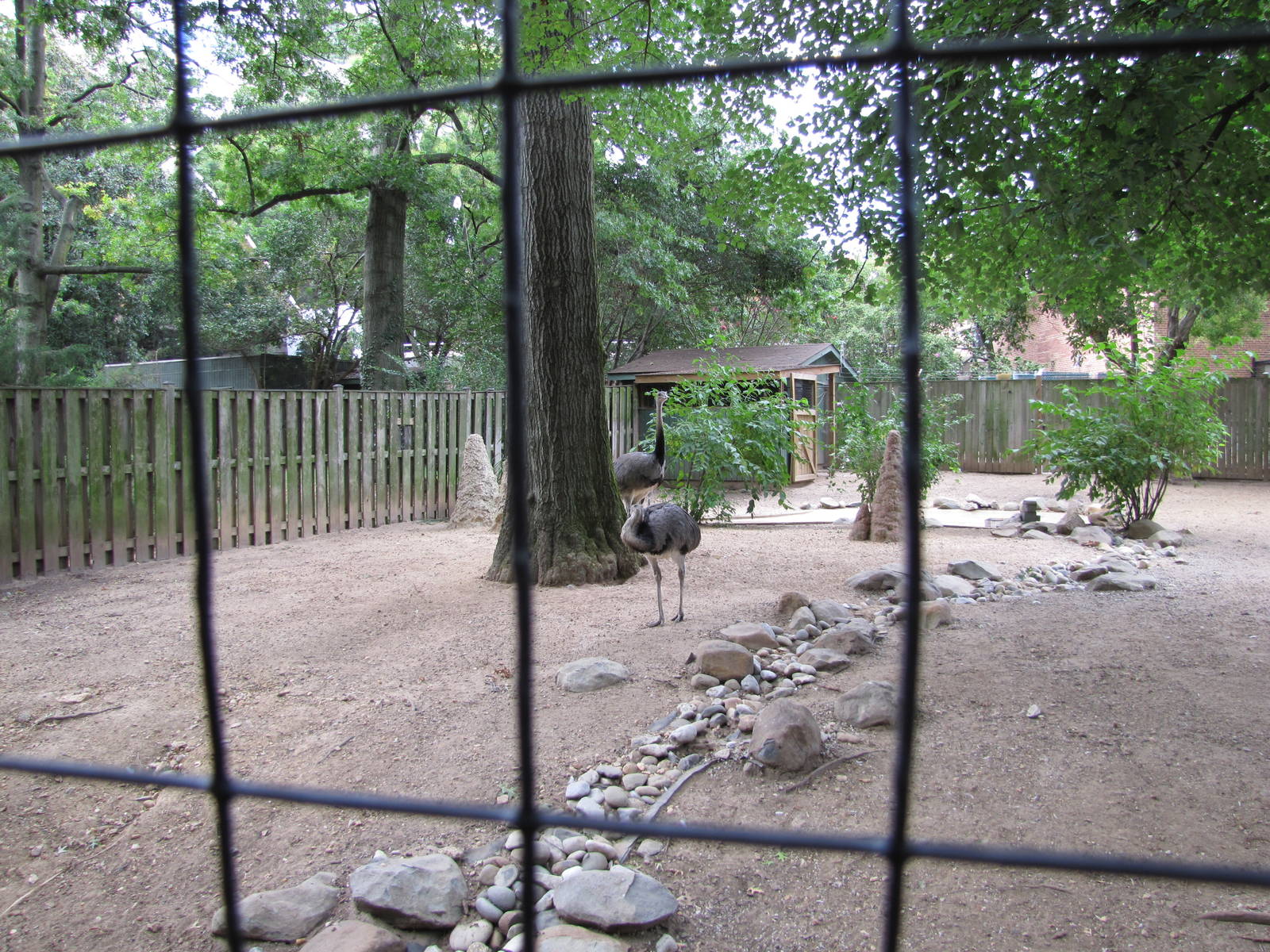 National Zoo 2010 - Greater Rhea in Crane Line at the Bird House