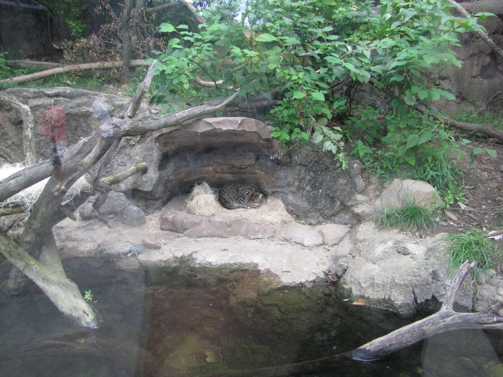 National Zoo 2010 - Inside a Fishing Cat exhibits in Asia Trail