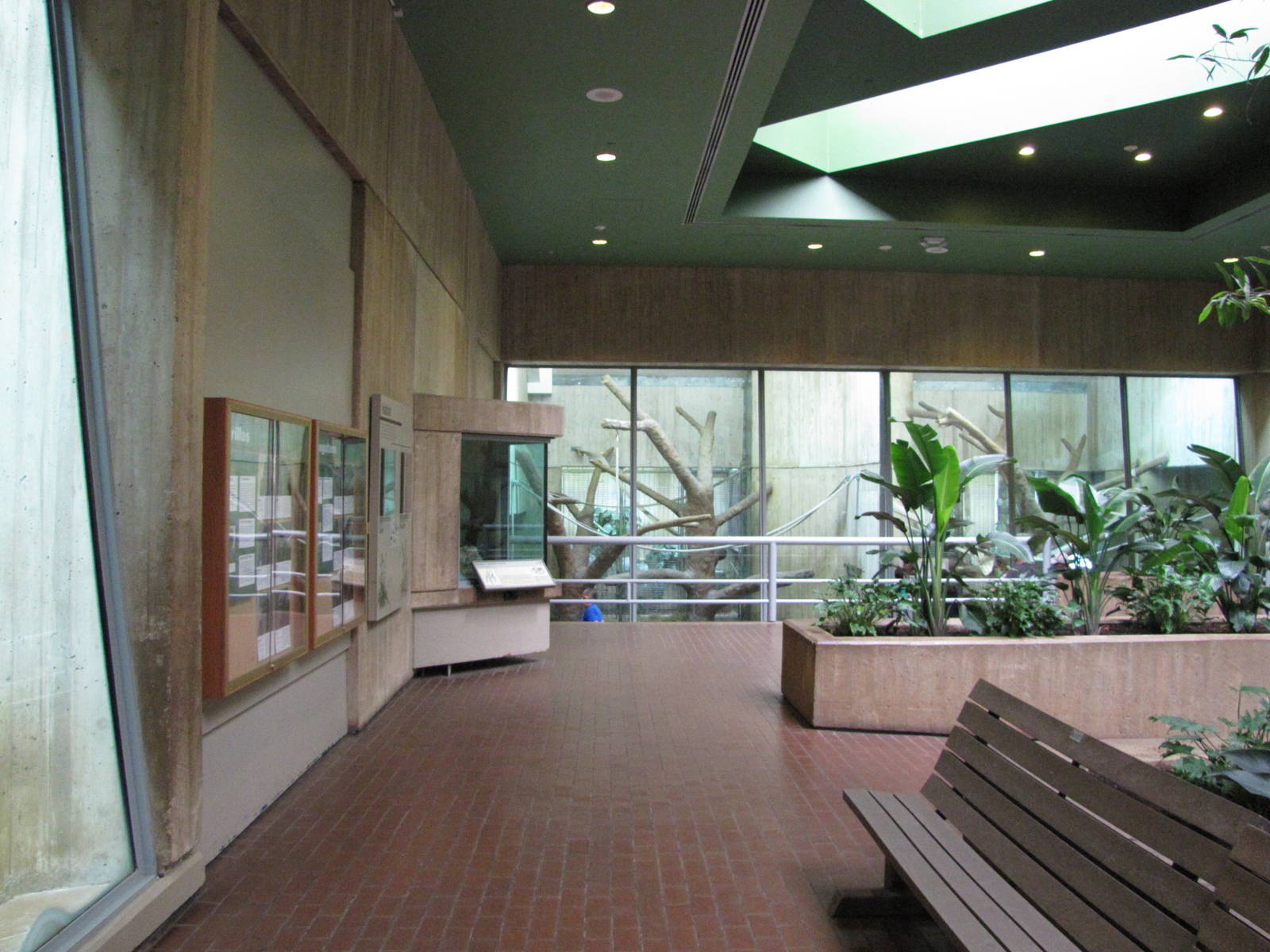 National Zoo 2010 - Inside Great Ape House