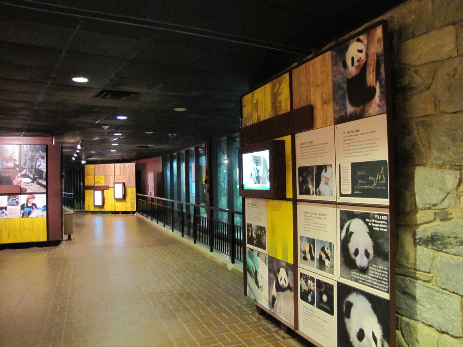 National Zoo 2010 - Inside the Fujifilm Giant Panda Habitat