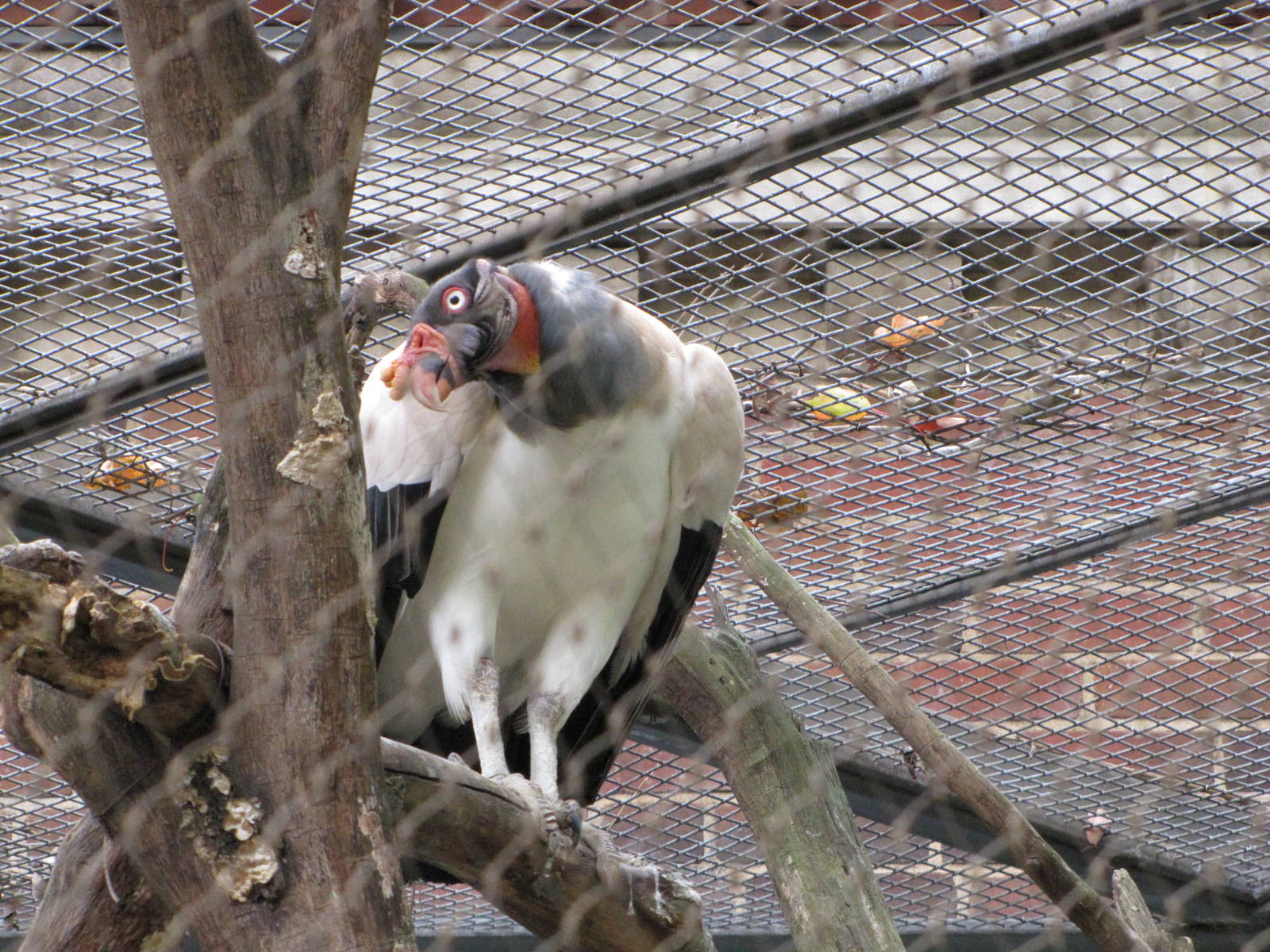 National Zoo 2010 - King Vulture behind the Small Mammal House