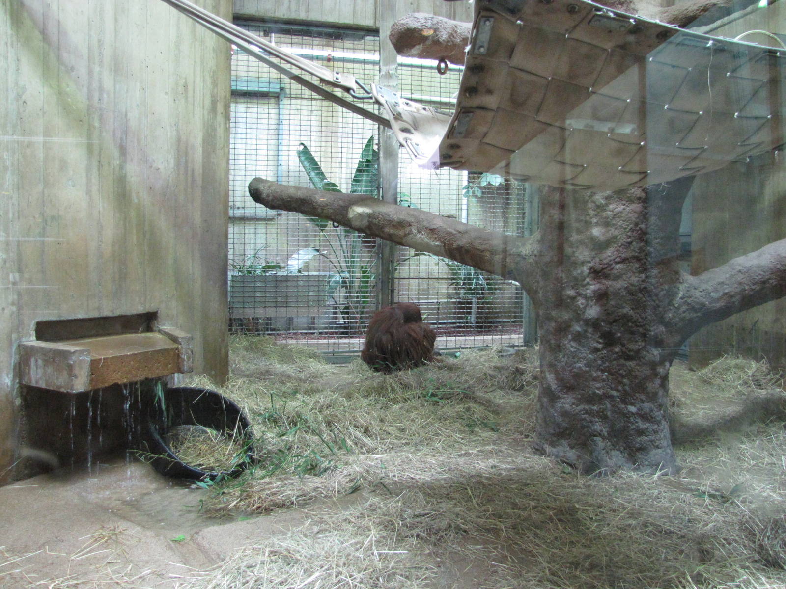 National Zoo 2010 - Orangutan indoor exhibit in Great Ape House