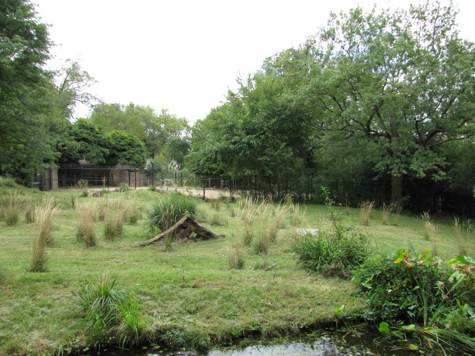 National Zoo 2010 - Part of Cheetah exhibit