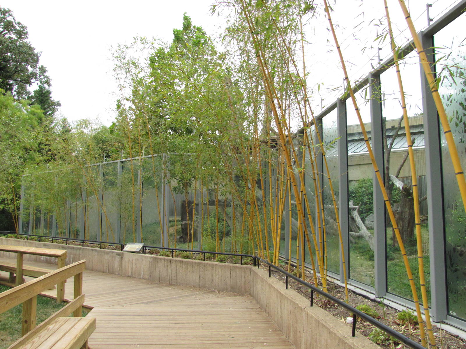 National Zoo 2010 - Part of Gorilla outdoor exhibit