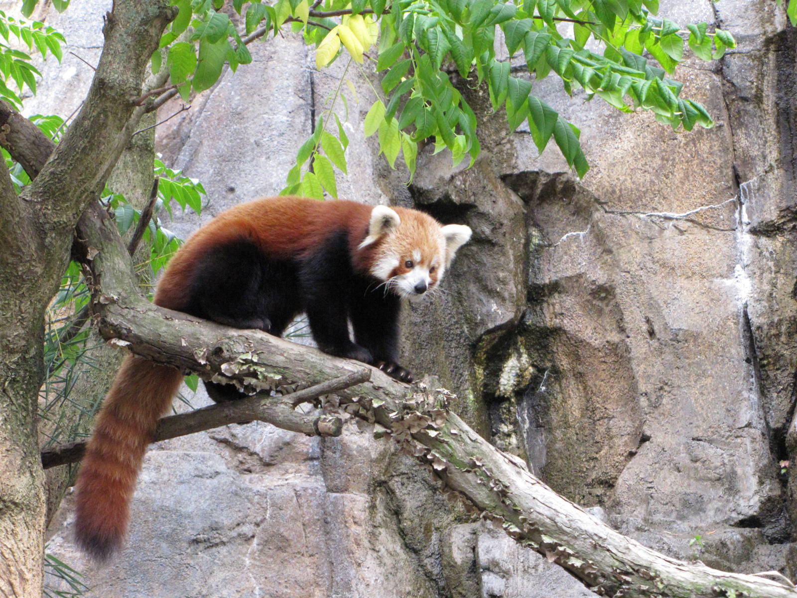 National Zoo 2010 - Red Panda in Asia Trail