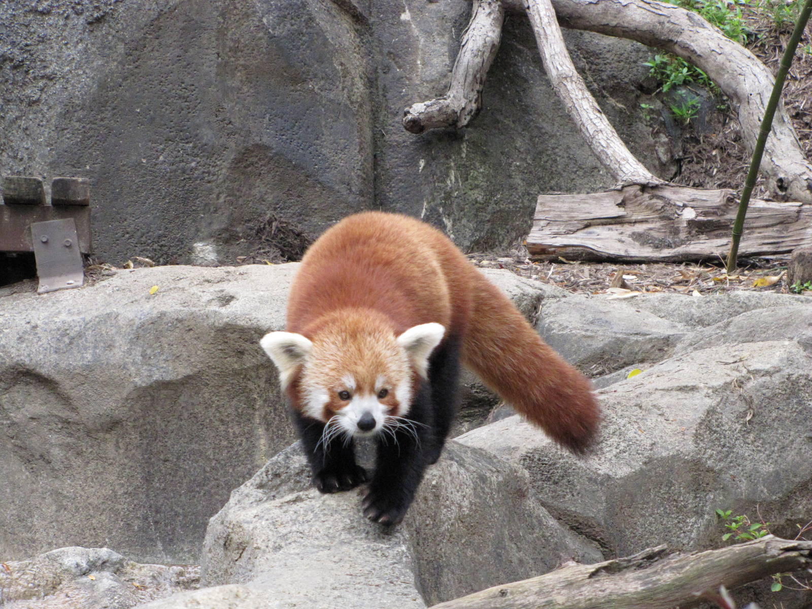 National Zoo 2010 - Red Panda in Asia Trail