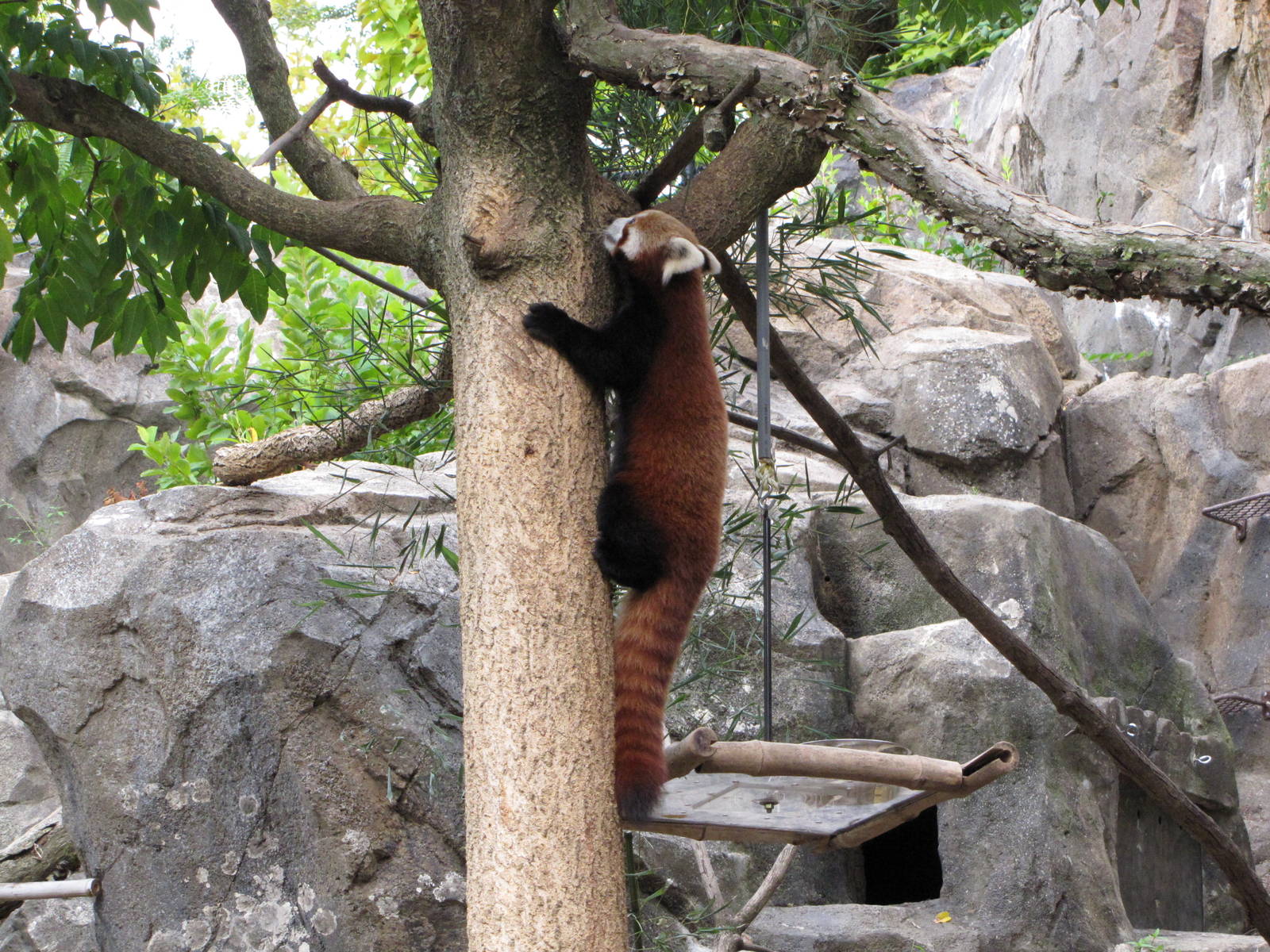 National Zoo 2010 - Red Panda in Asia Trail