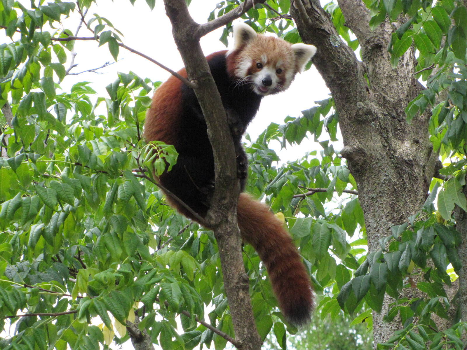 National Zoo 2010 - Red Panda in Asia Trail