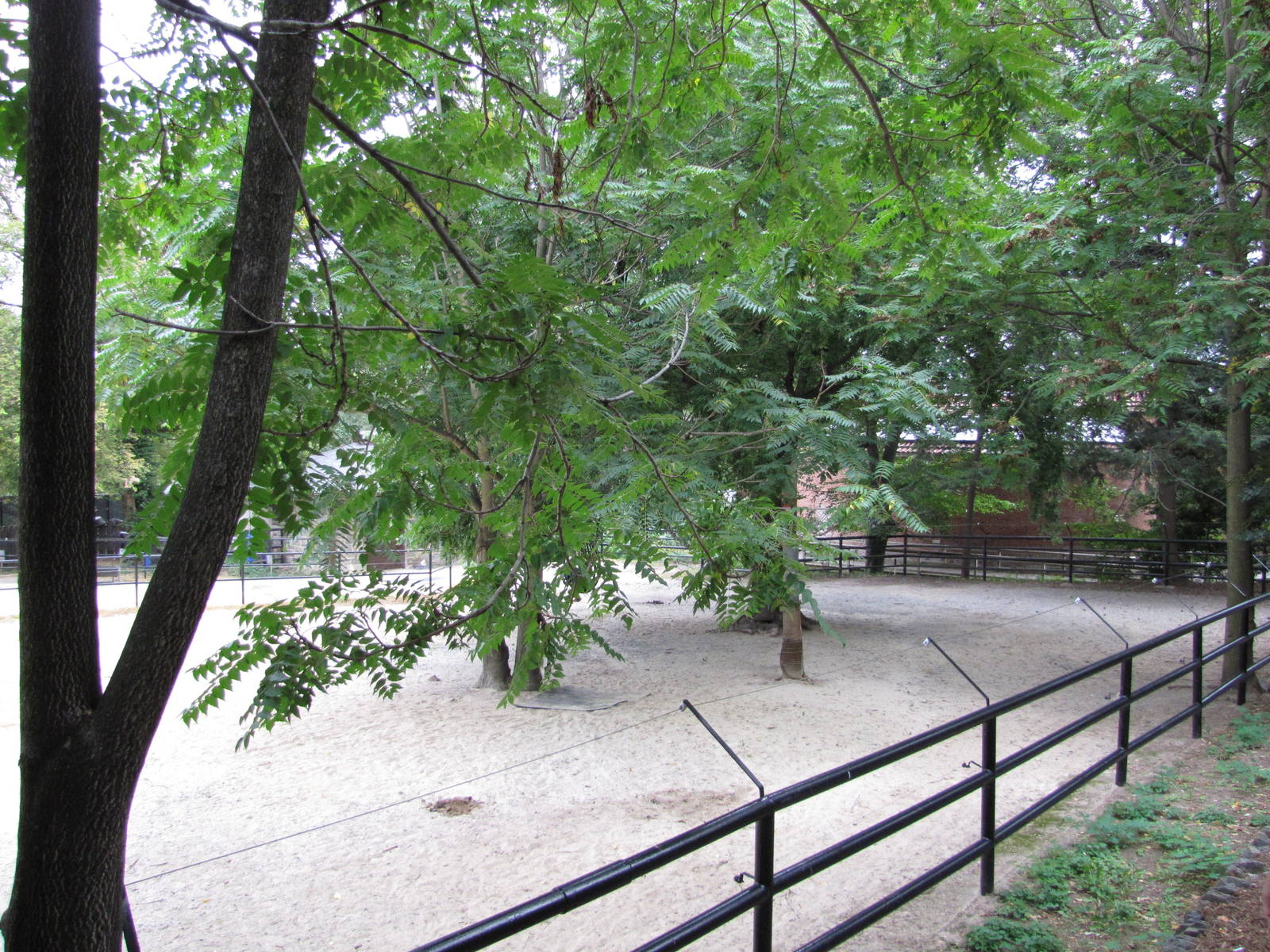 National Zoo 2010 - Right side of Przewalskis Horse exhibit