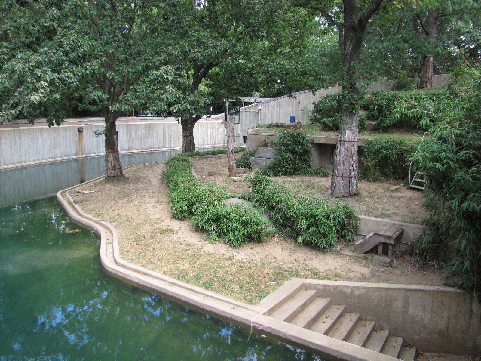 National Zoo 2010 - Sumatran Tiger exhibit