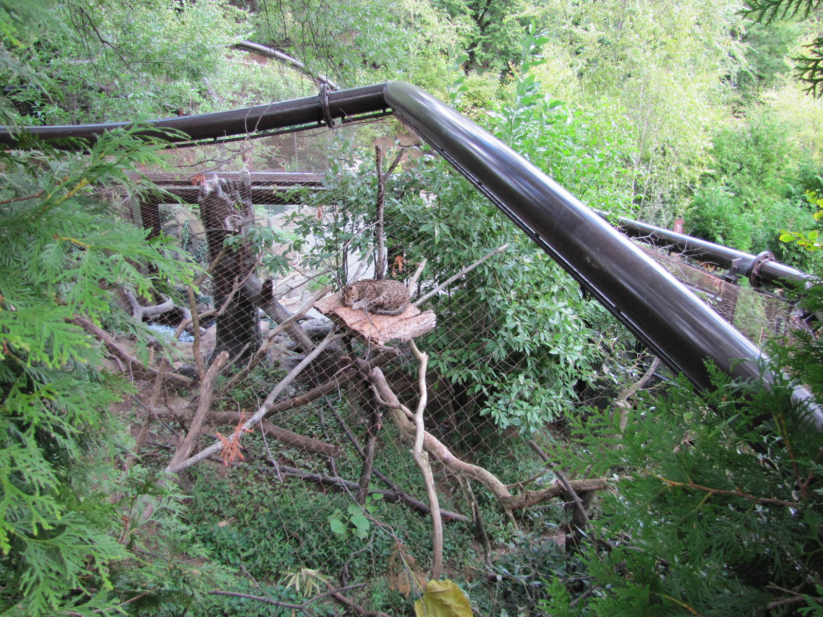 National Zoo 2010 - Top of a Fishing Cat enclosure in Asia Trail