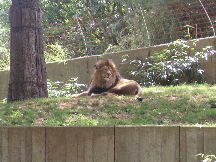 National Zoo-African Lion