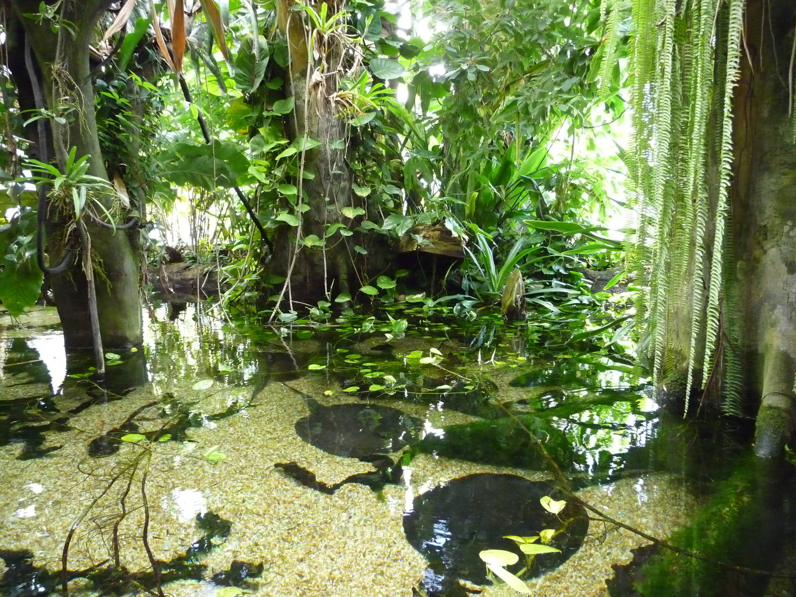 National Zoo - Amazonia rainforest building