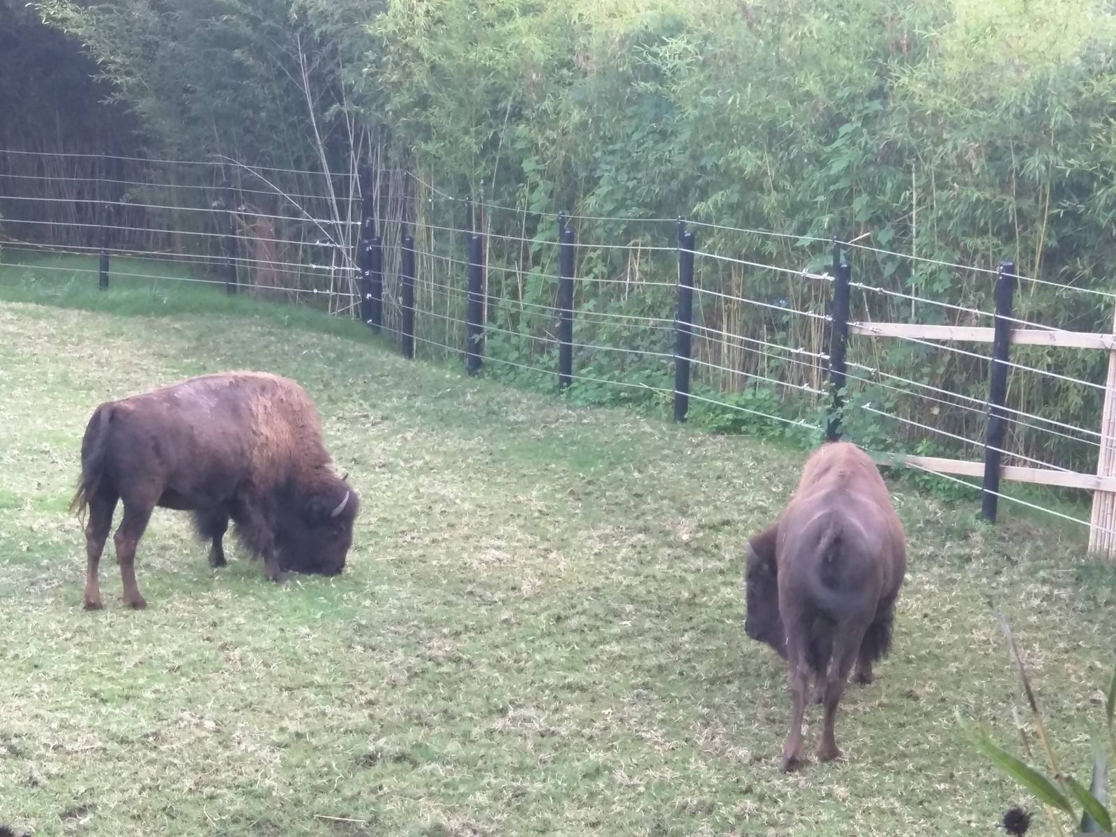 National Zoo - American Bison
